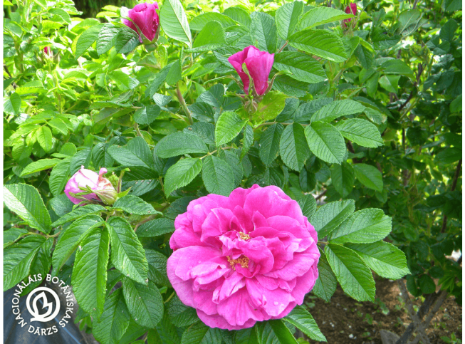 Rosa rugosa   'Hansa'